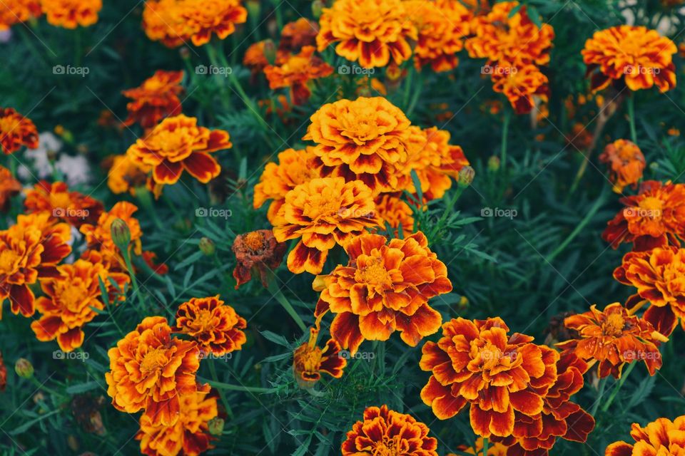 Marigold flowers in garden