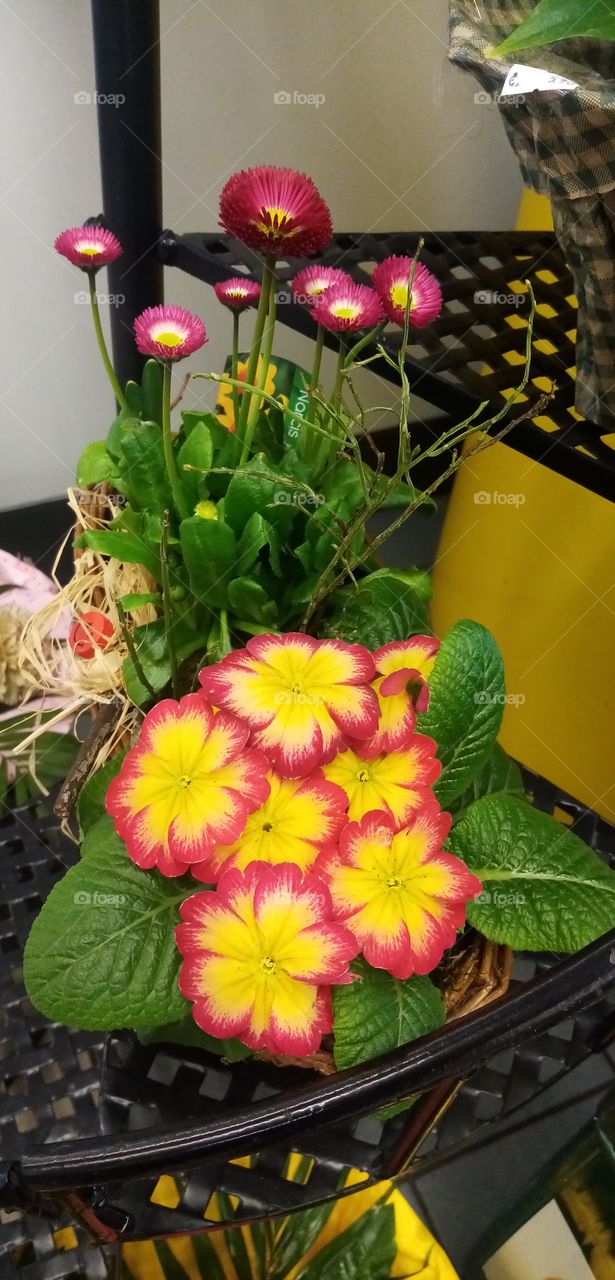 Blumen in Deutschland