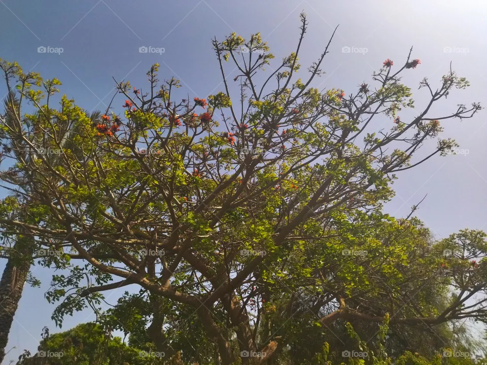 tree and sky