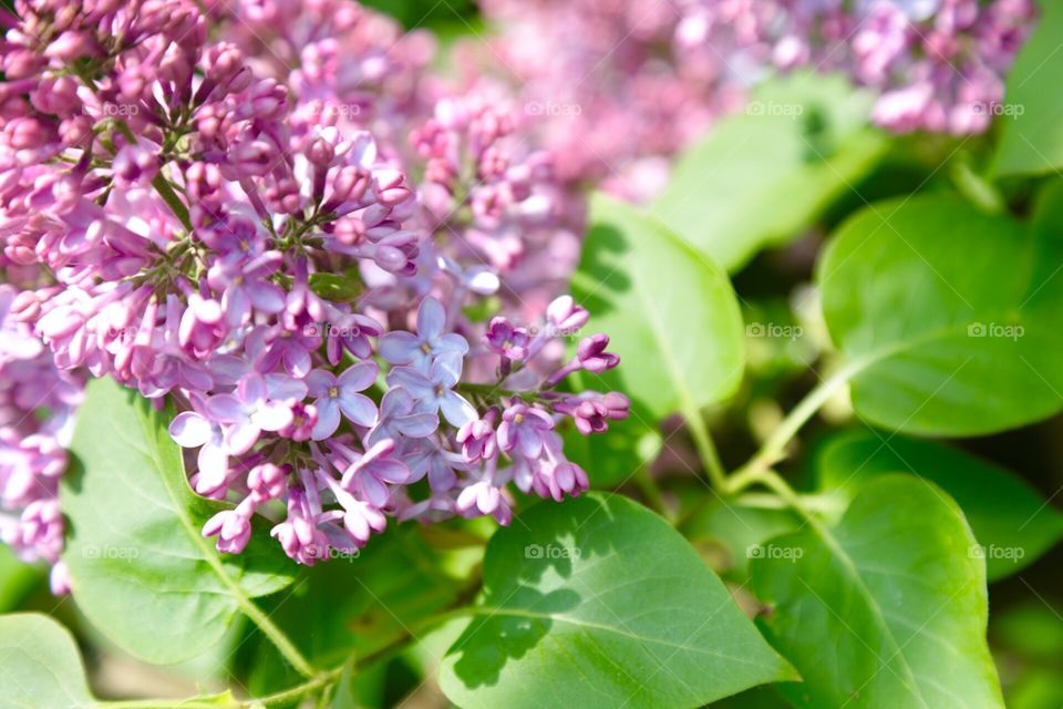 Lilac flower