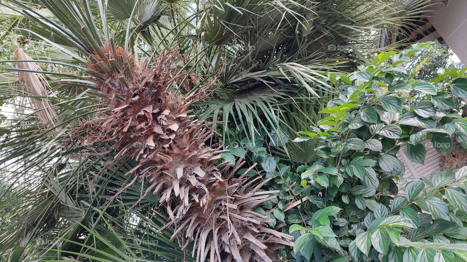 Tree and plants