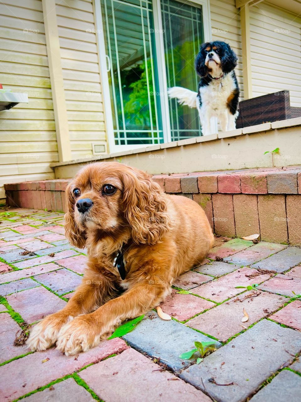 Two senior Cavalier King Charles Spaniels hanging out in our backyard 