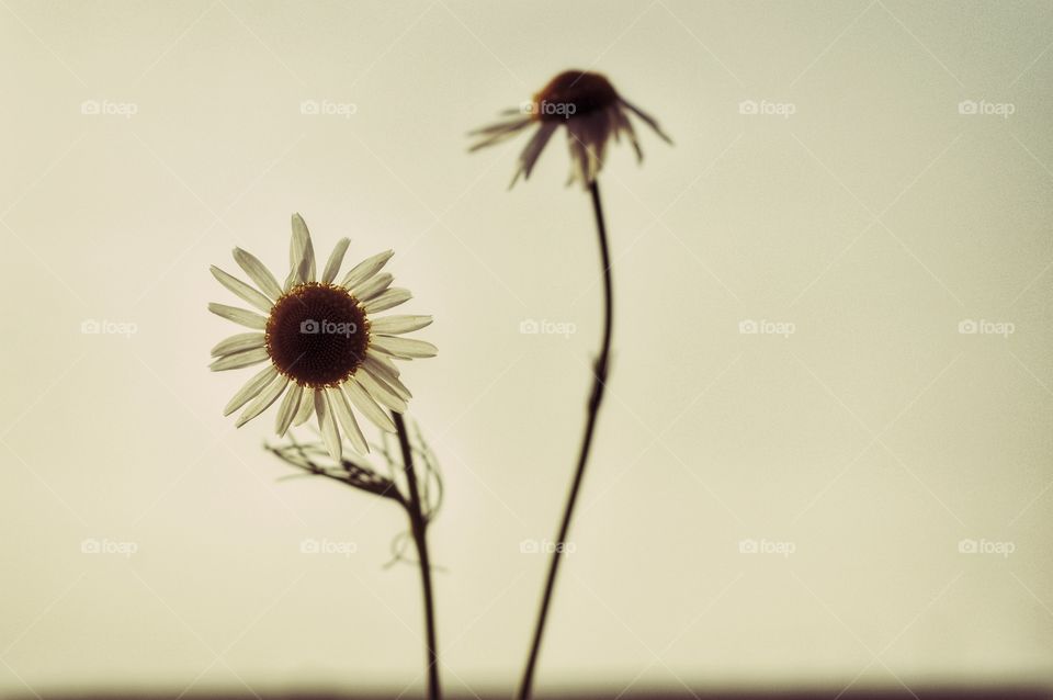 Flower, No Person, Nature, Insect, Blur