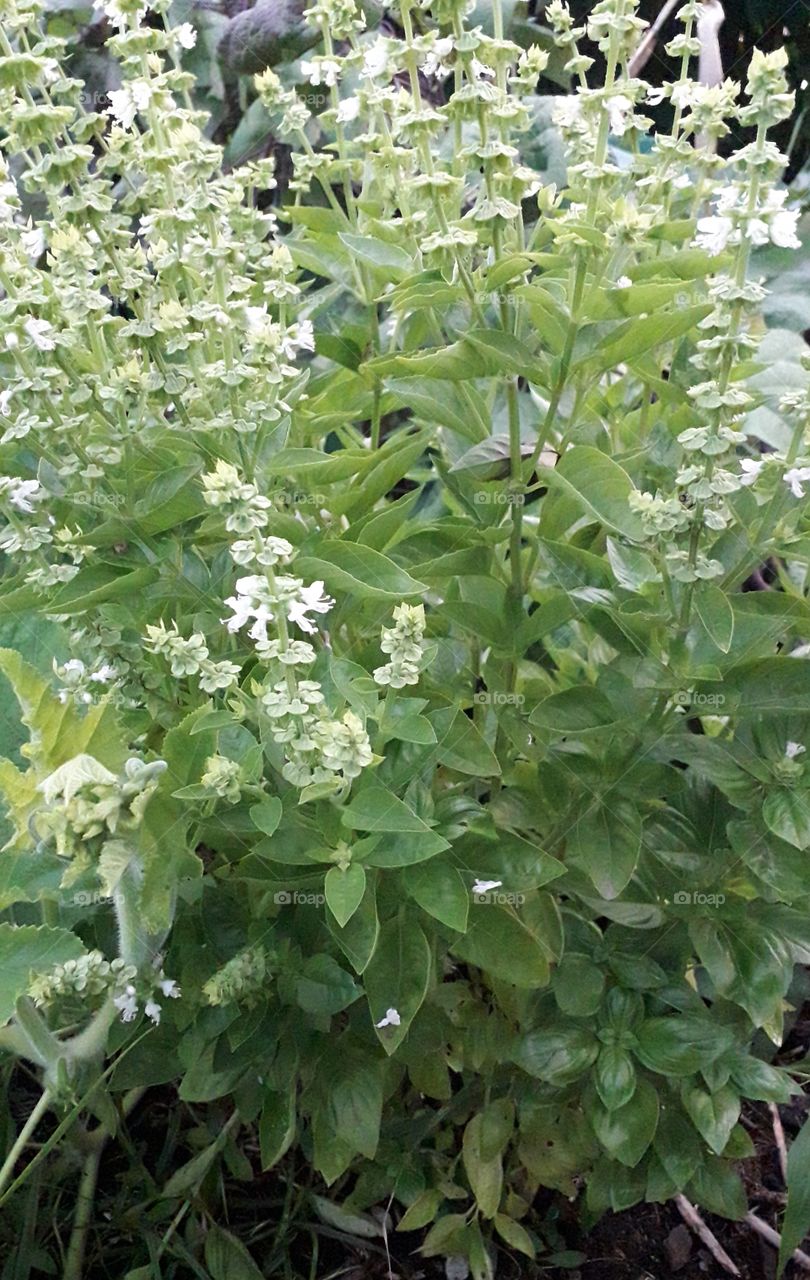 white blooming basil