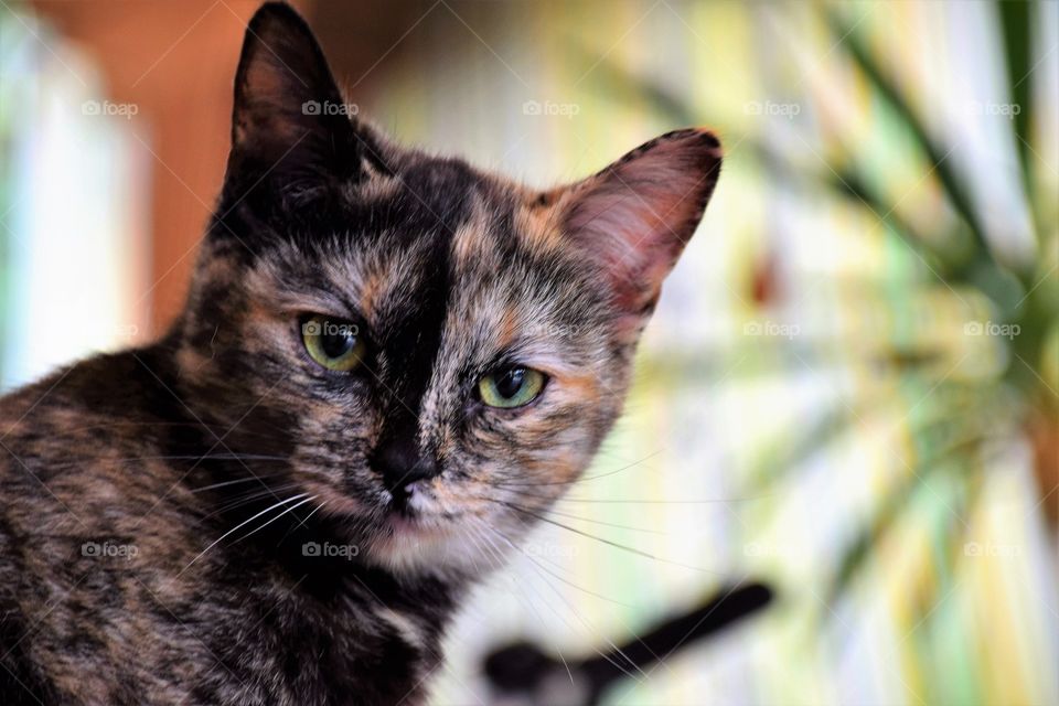 Cute kitten portrait