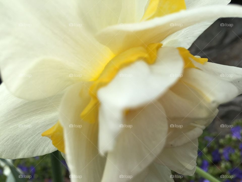 Daffodil close-up