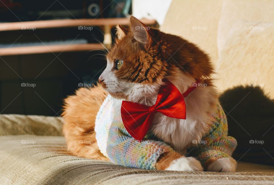 ginger cat funny portrait in bow tie holiday