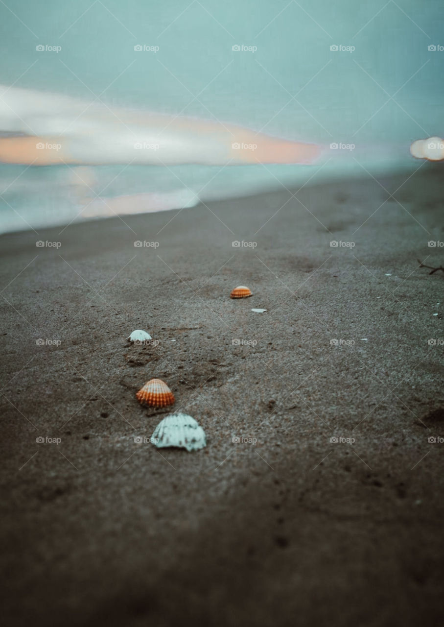 Clore-up photo of shells on the beach during sunset 