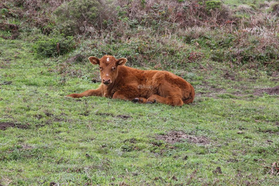 Baby bovine 