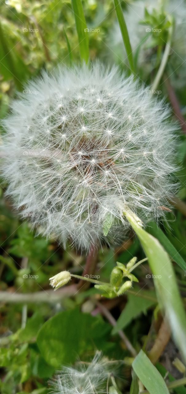 dandelion