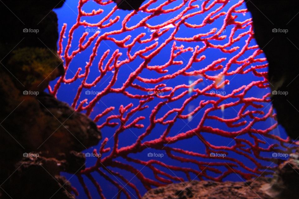 water corals  blue