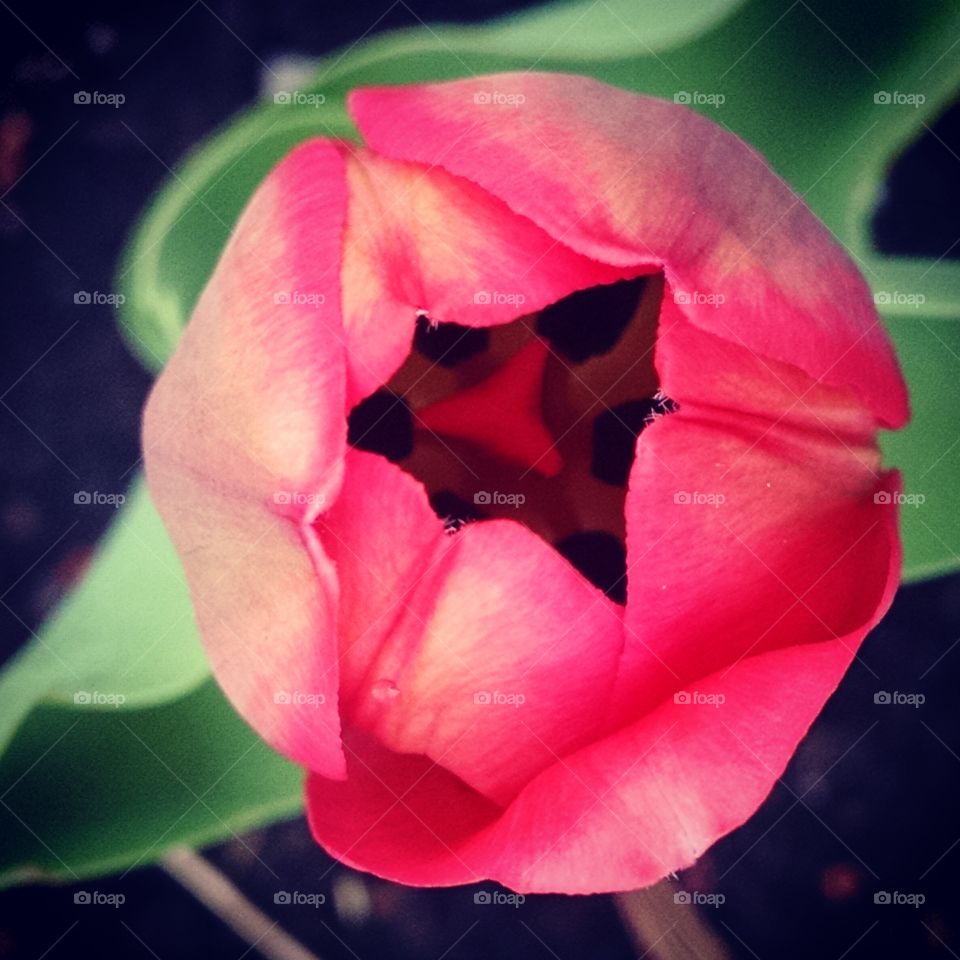 Tulip from above