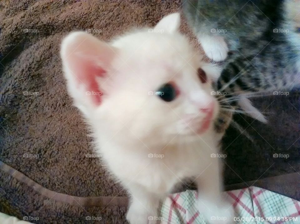 White Kitty. White kitten, blind in one eye