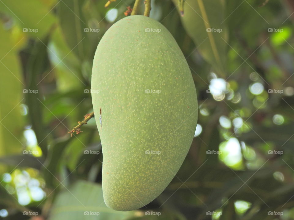 Close-up of green mango on tree