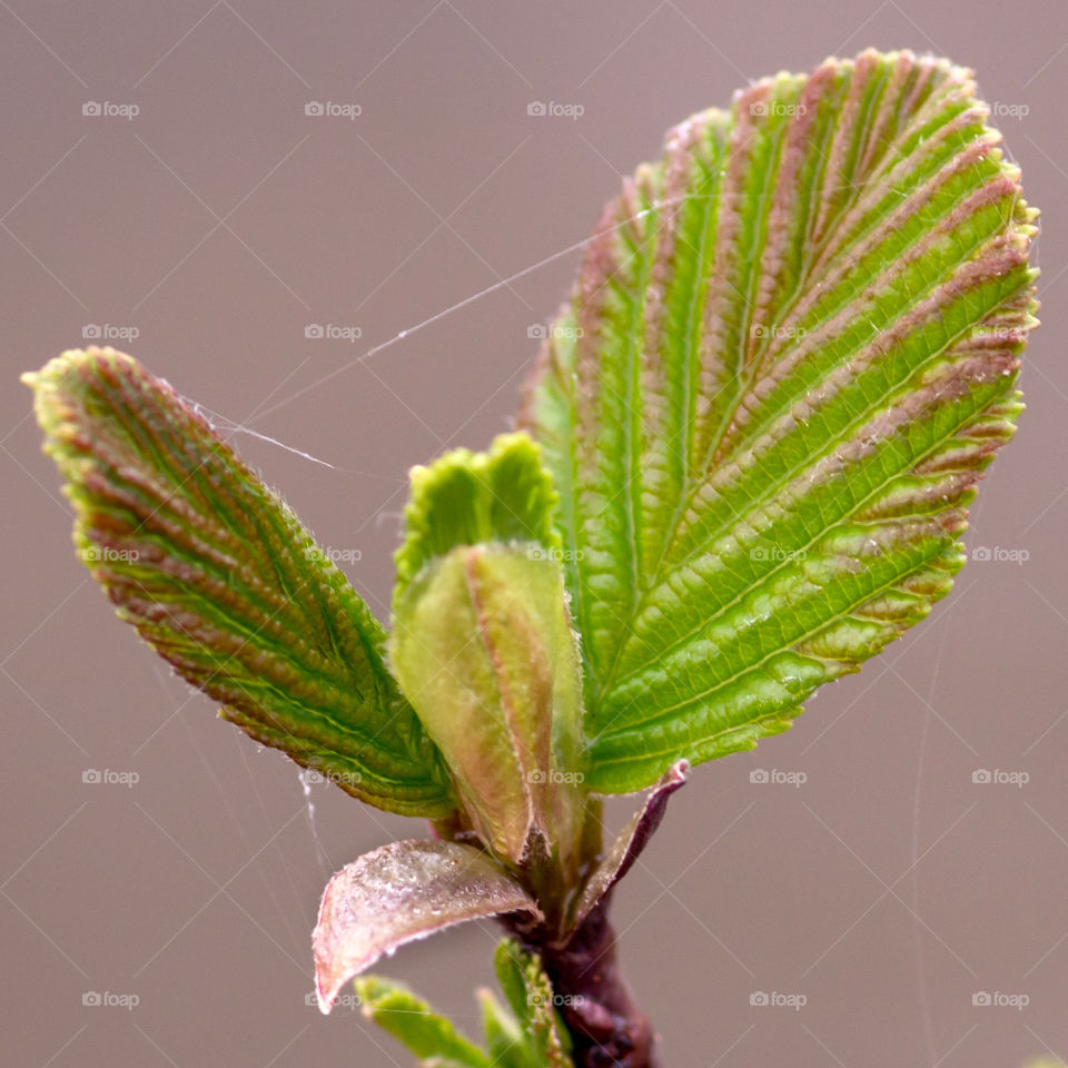 Spring is coming . Leaves 