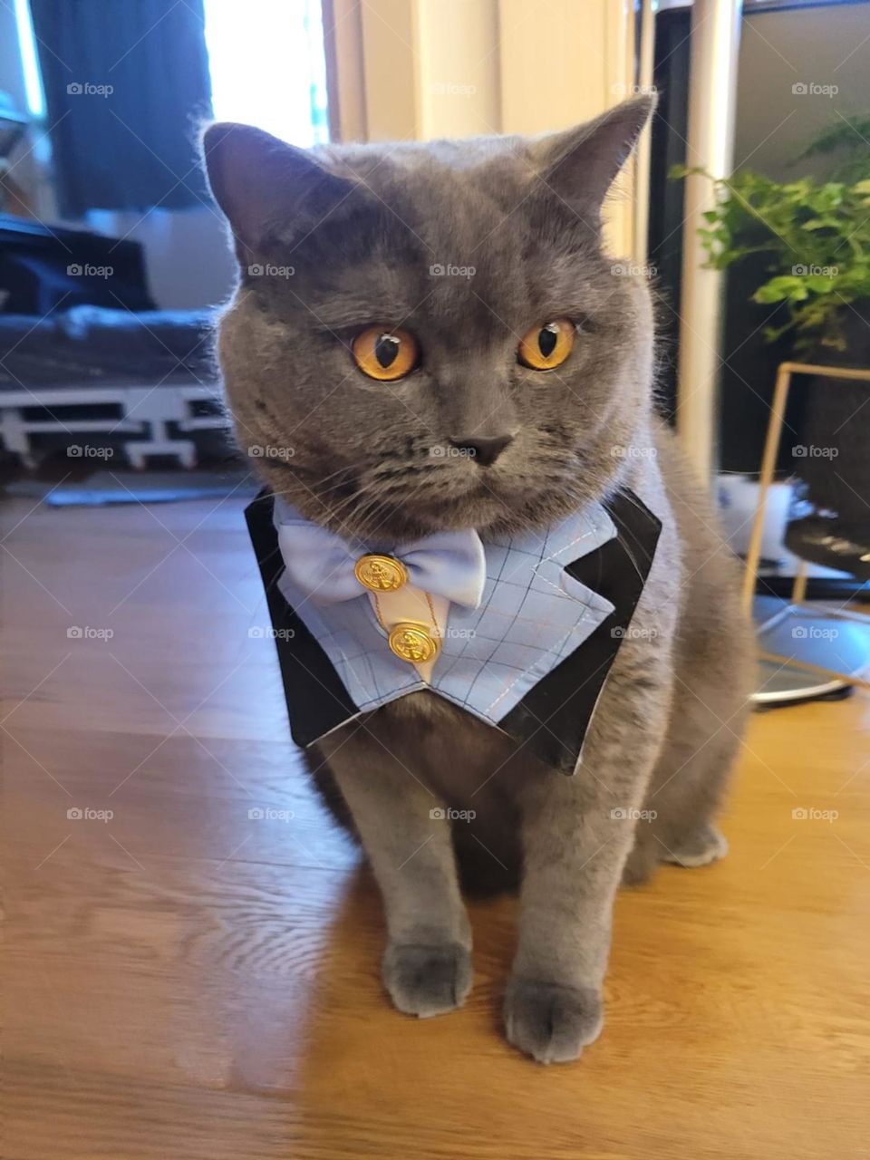 Grey Cat with Bow