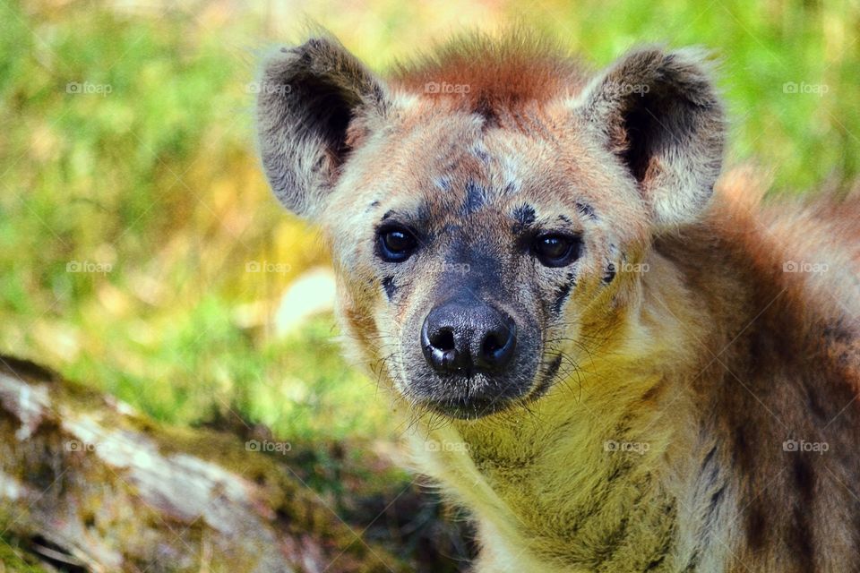 Hyena. A beautiful hyena