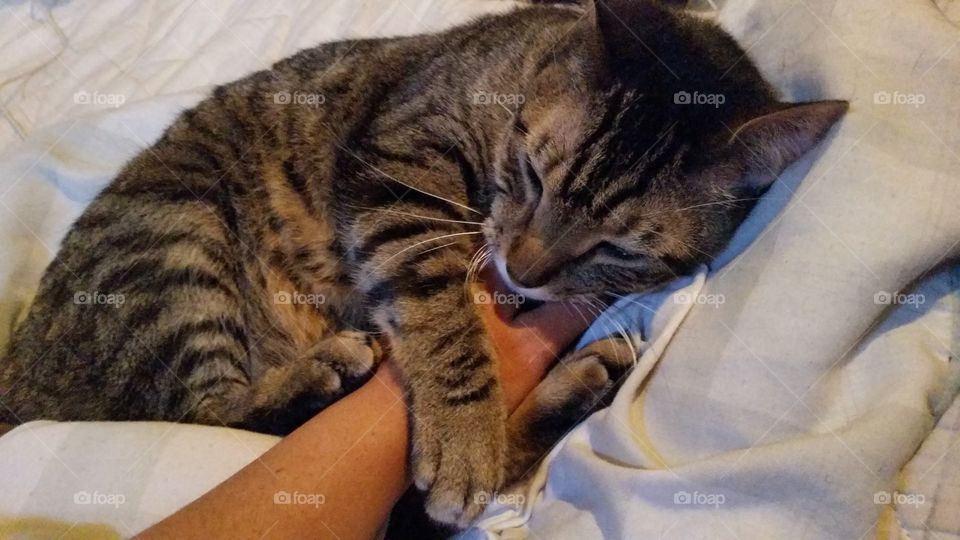 Striped tabby cat curling around hand lovingly