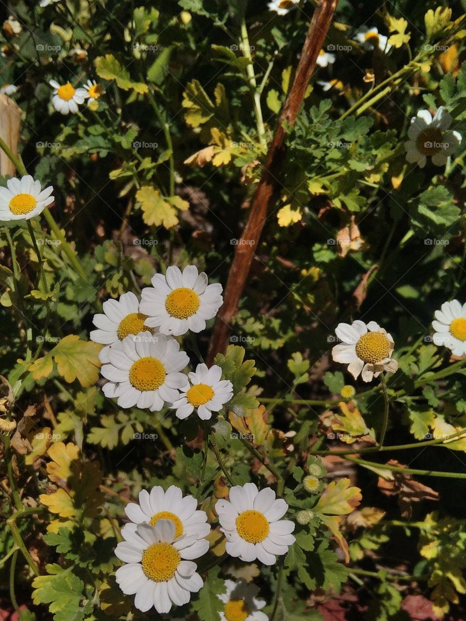 Beautiful flowers and plants