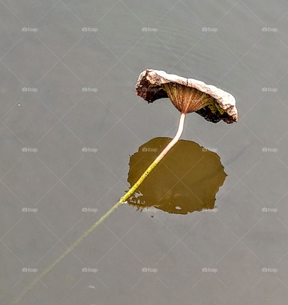 Best of the best: withered beautyof a lotus leaf in autumn.(殘荷) its leaf& shadow on the water that is simply beauty, plus its petiole is a delicate, beautiful, simple line.