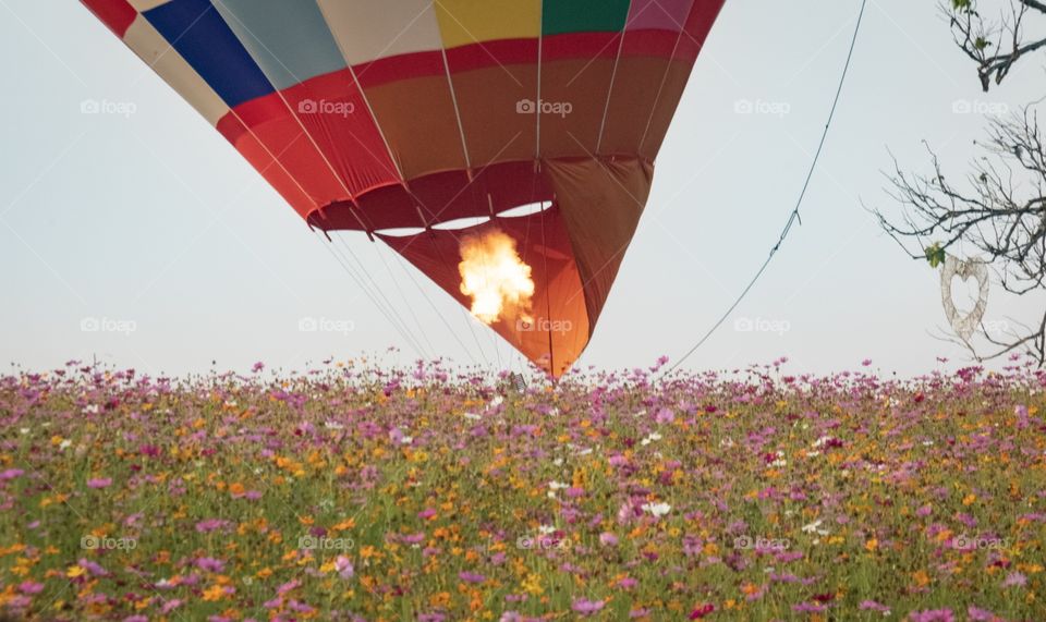 Ballon charging in the flowers field