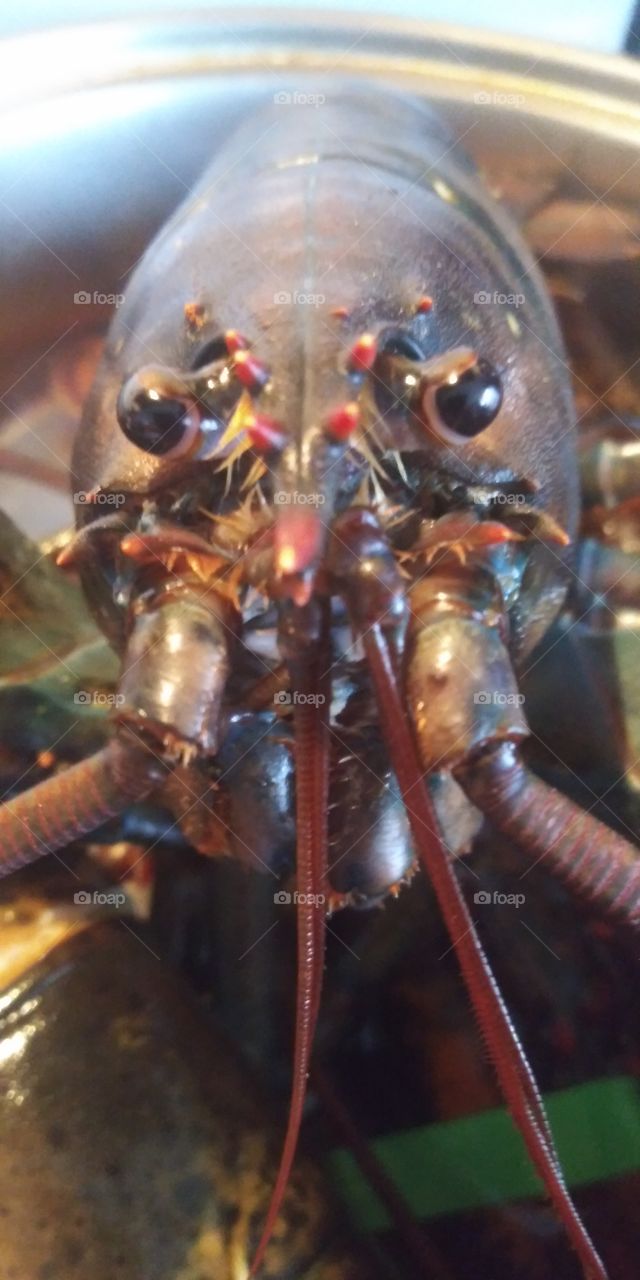 Maine lobster