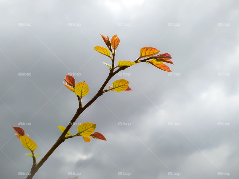 Closeup Shot Of A Tree Branch With Young Leaves And The Cloudy Sky In The Background