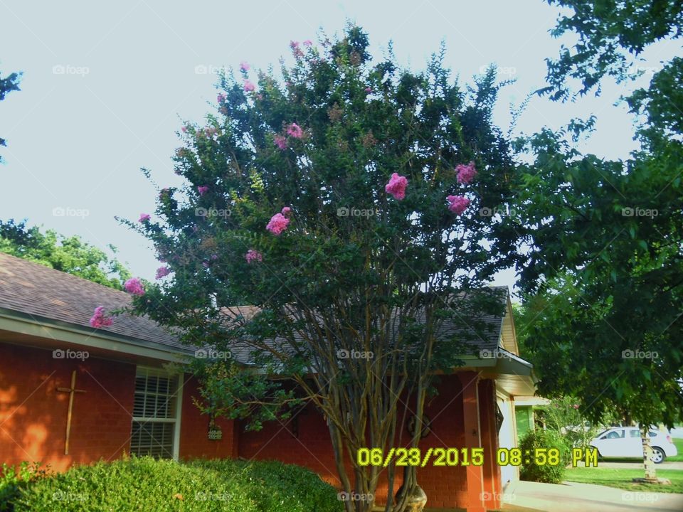 Craig Myrtle tree. This is another picture of the same tree in my front yard here in Graham Texas called a Craig Myrtle