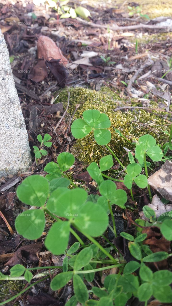 small four leaf clover