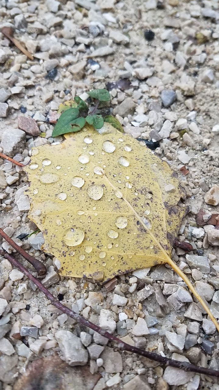 Raindrops on fallen leaf