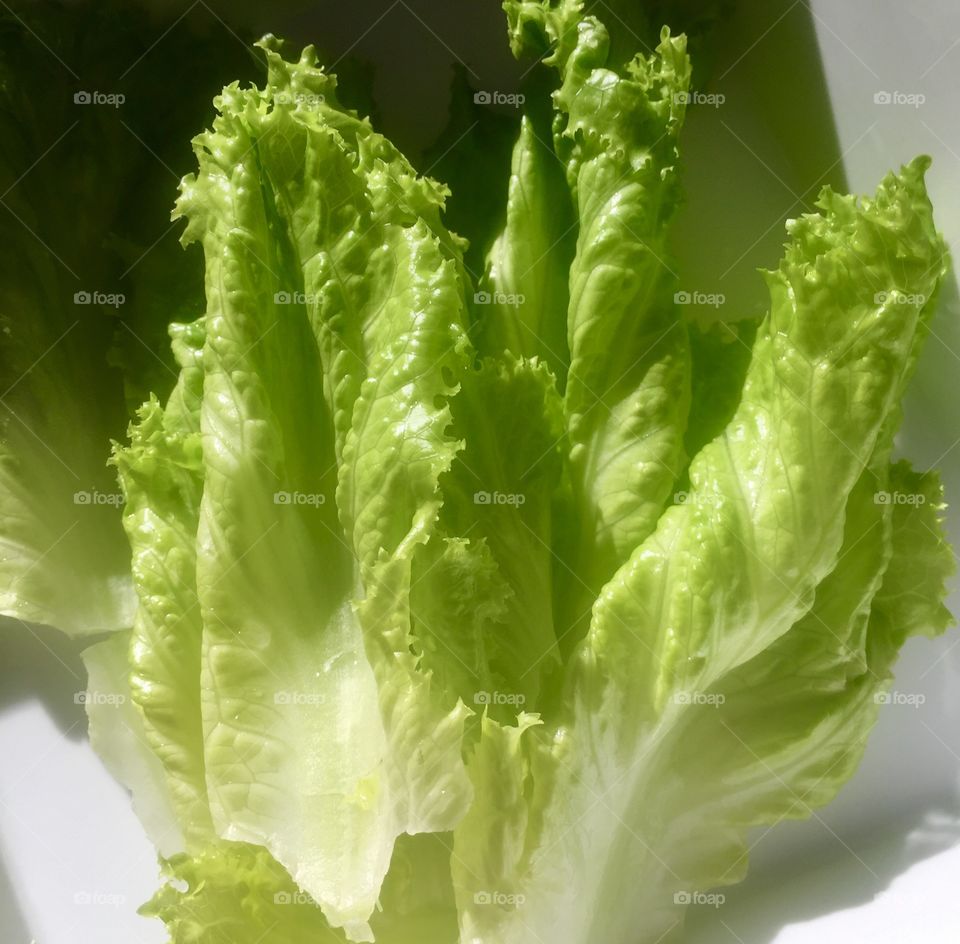 Green lettuce 