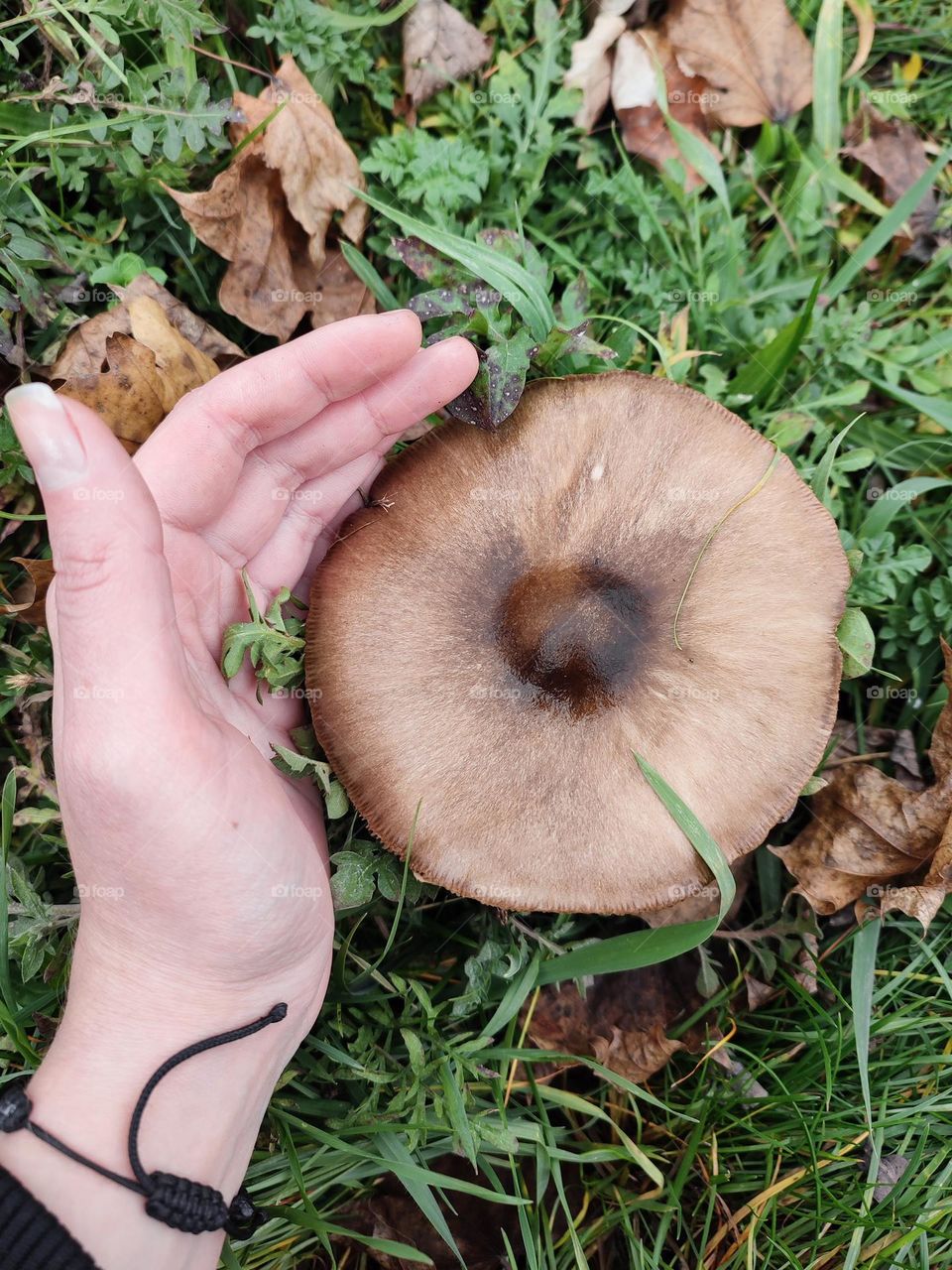 Volvopluteus gloiocephalus cap close up, big mushroom