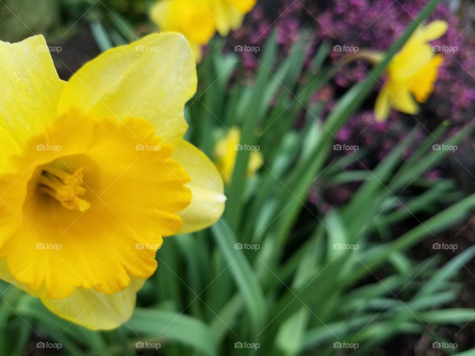 Daffodils on a windy day.
