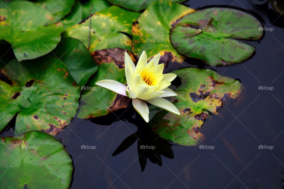 yellow flower leaves water by king