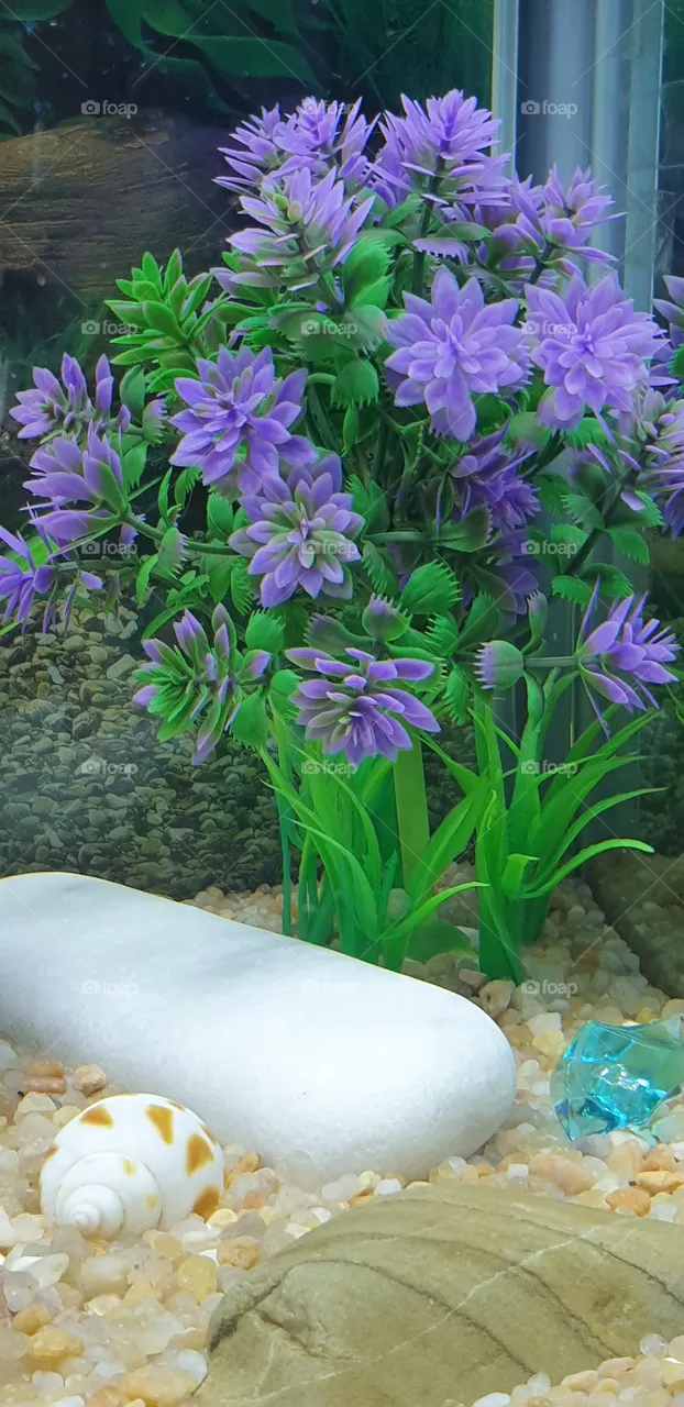 aquarium