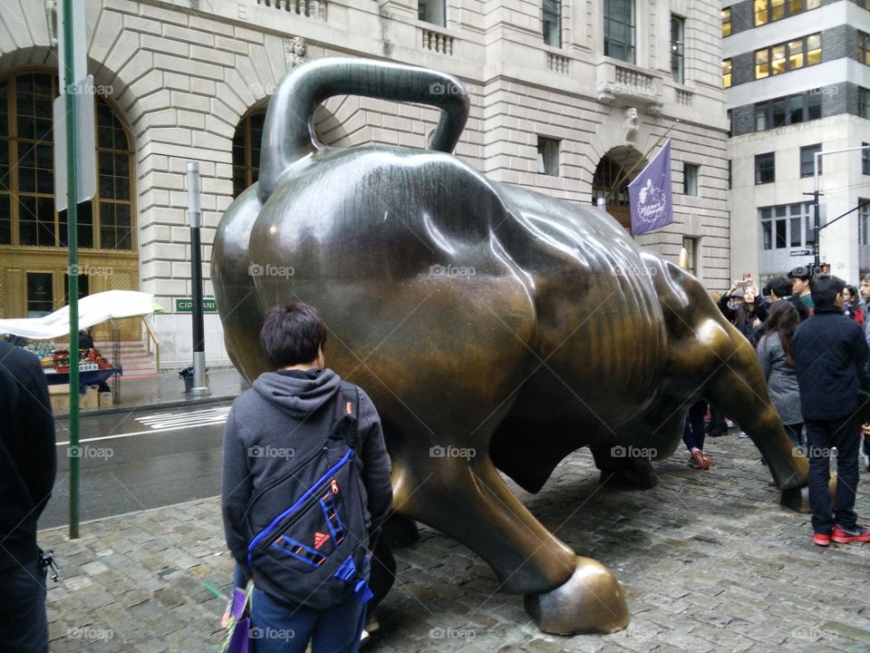 bull ass