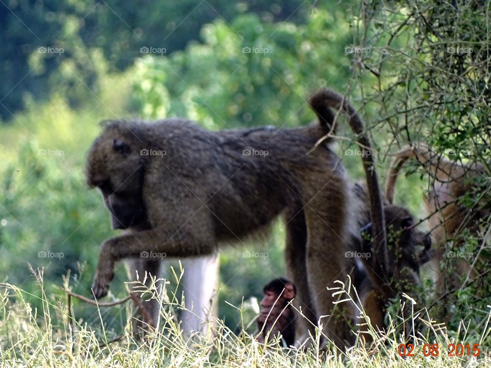 Baboon and baby. African baboon