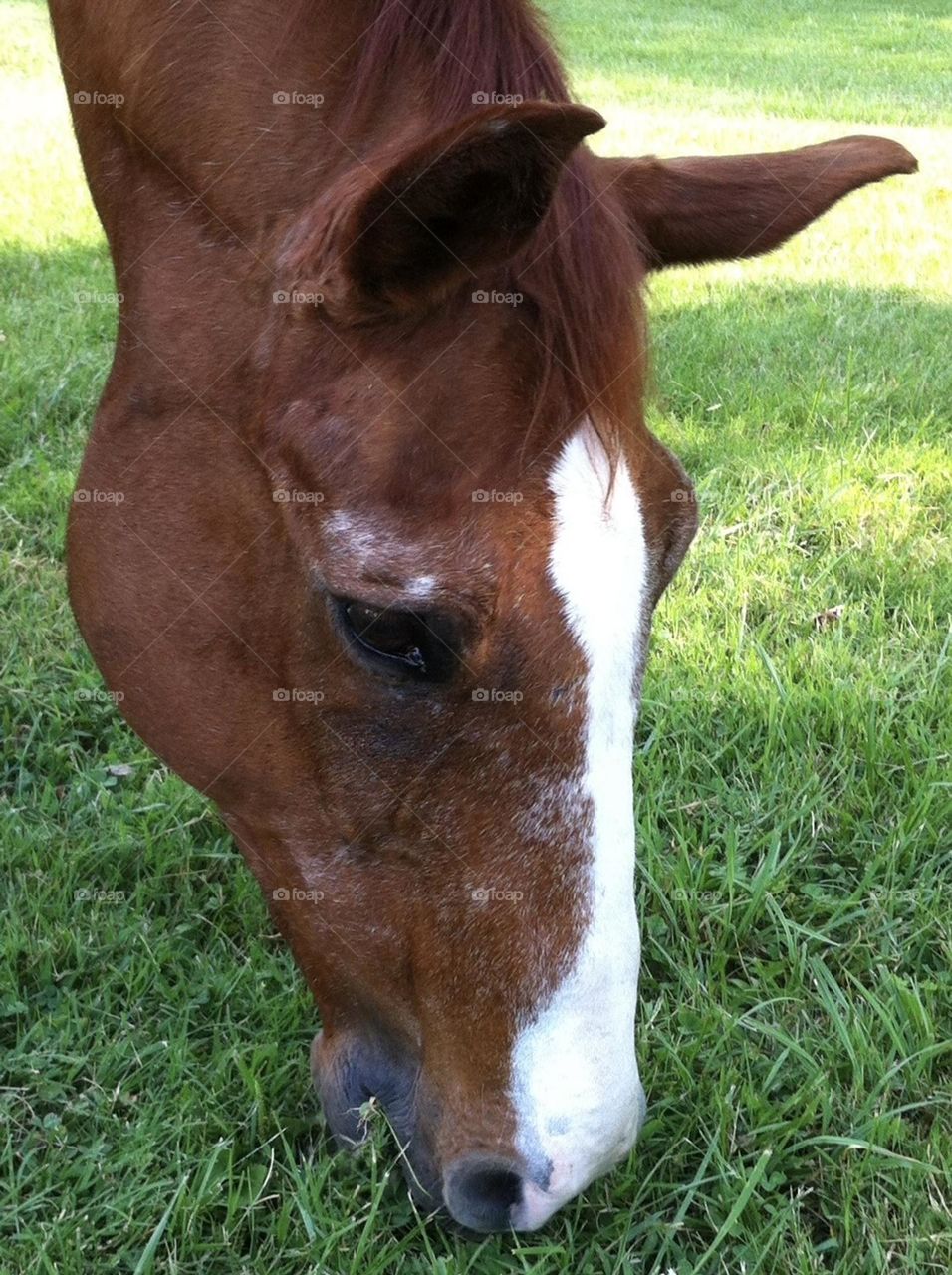 Skipper the chestnut quarter horse gelding loves to eat spring summer clover and graze around the farm