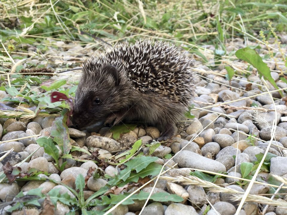 Little hedgehog in garden