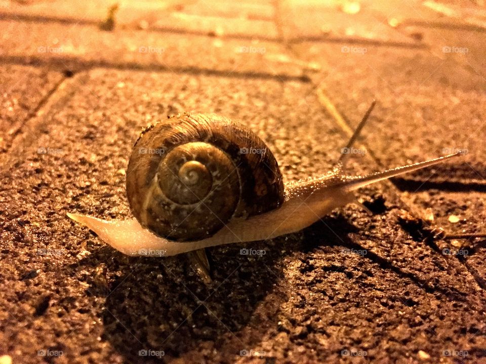 Snail, Shell, Nature, Little, Slow