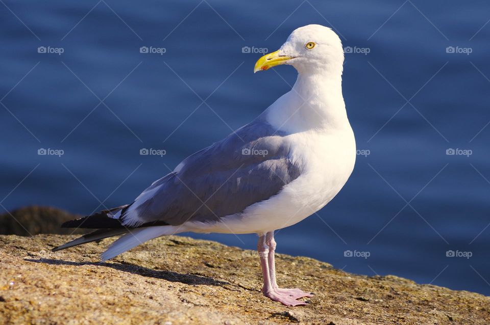 Seagull Taking a Pose