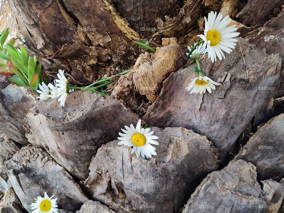 Daisy flowers on palm tree