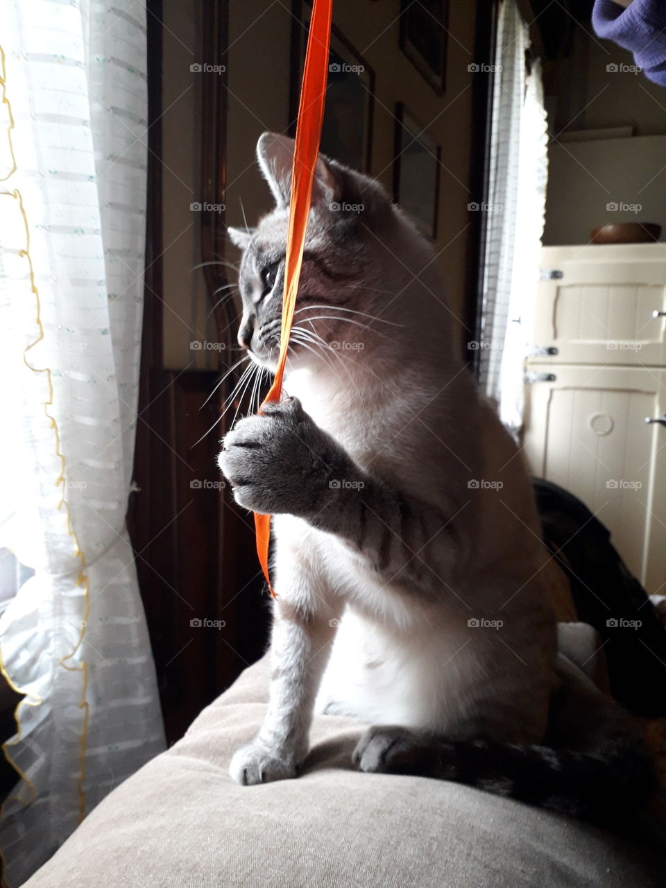 my cat playing with a ribbon