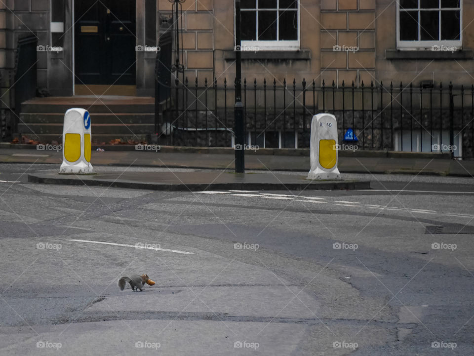 squirrel stole A pastry