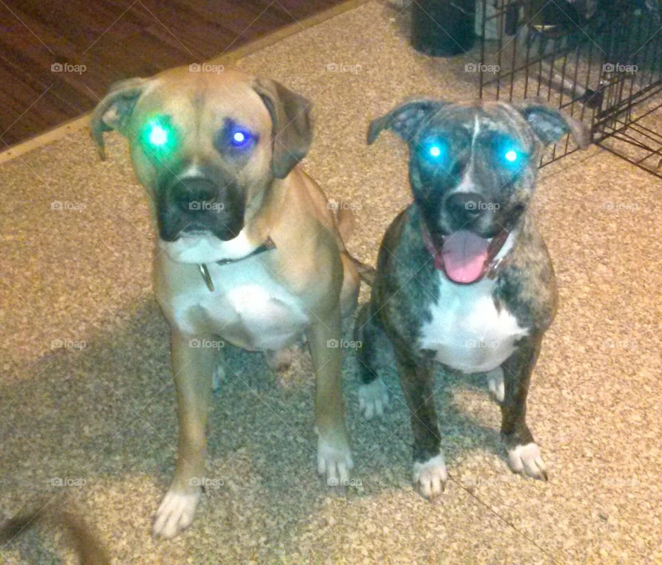 Robo dogs. Nothing out of the ordinary here.