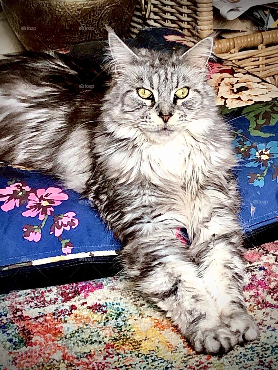 Maine coon