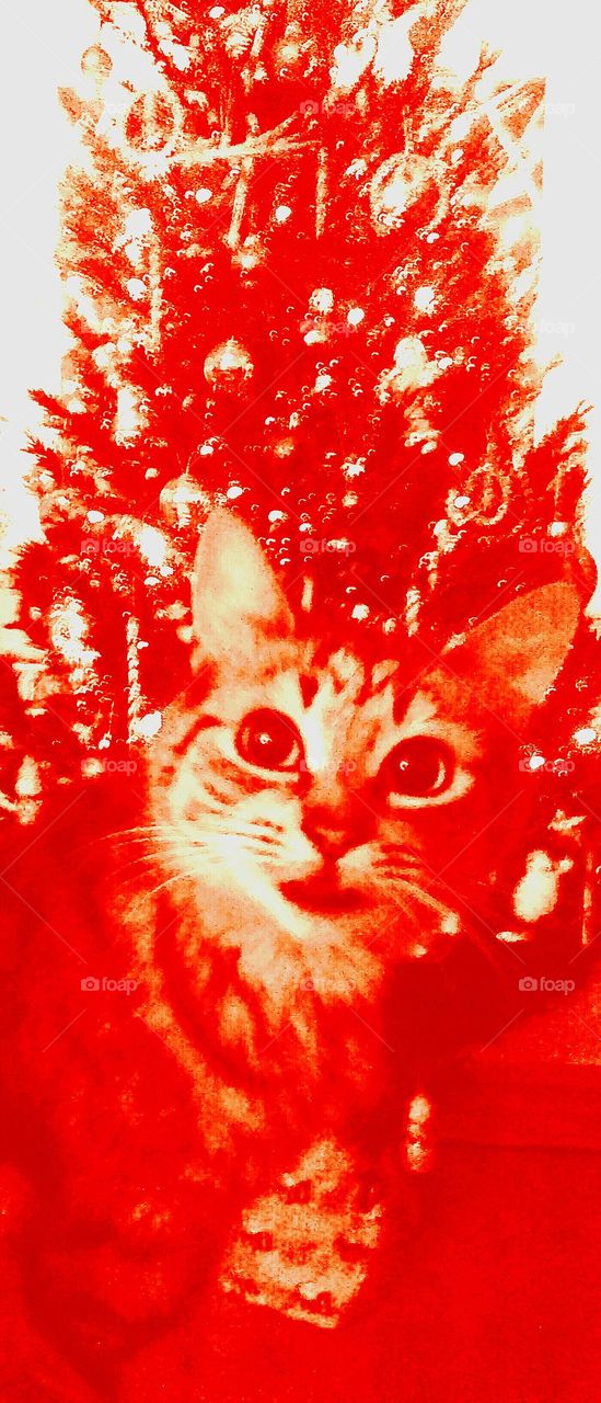 cat Christmas tree