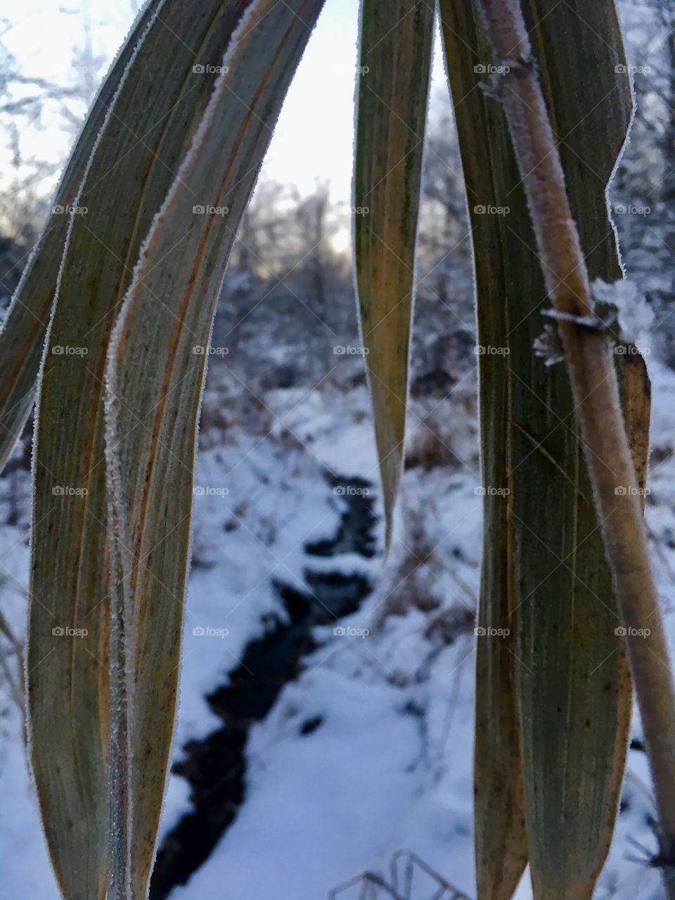 Wilted cane leaves droop in the snow covered forest
