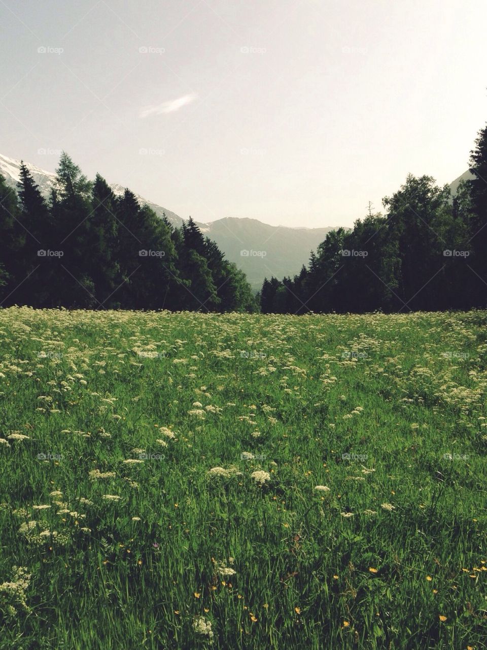 Alps field