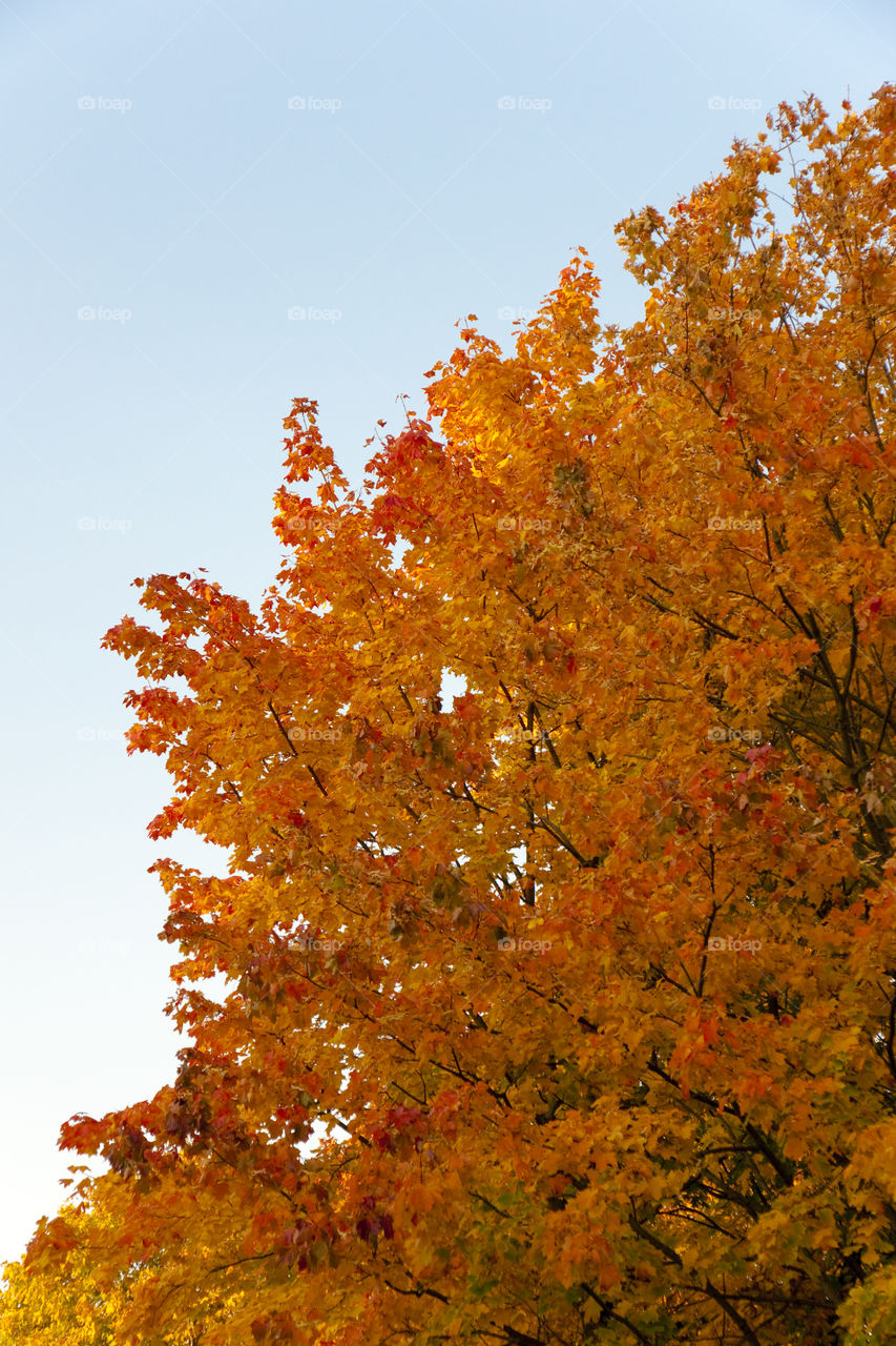 Golden autumn